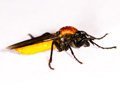 Bibio hortulanus